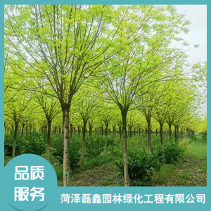 菏澤金葉白蠟