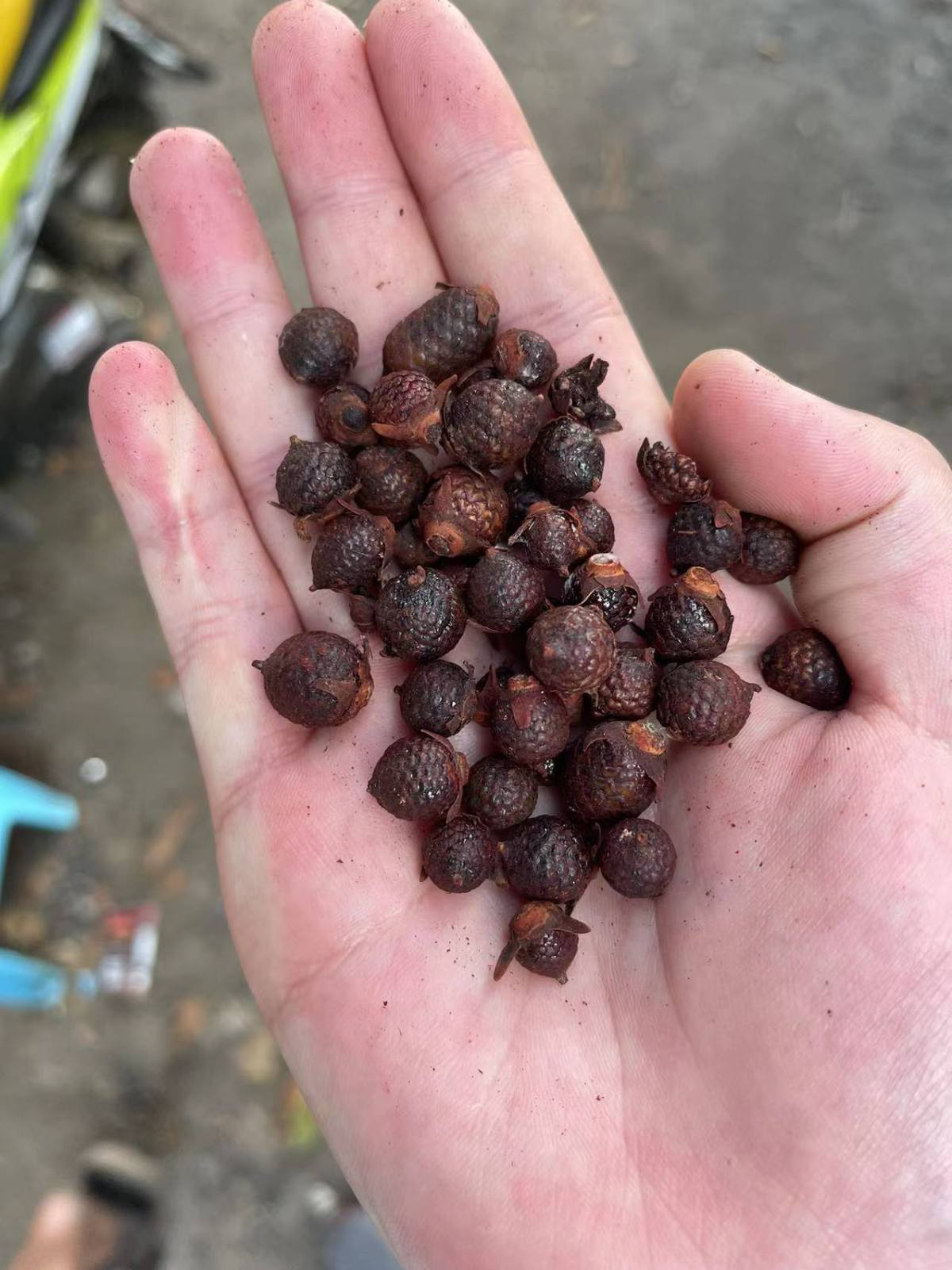 血竭的功效与作用