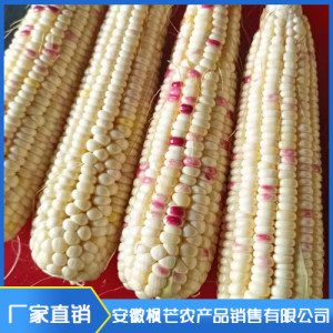 皮薄軟糯甜糯玉米