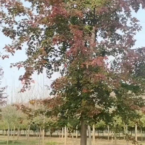 城市園林美國紅楓栽培基地