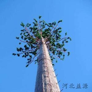 仿生通信樹