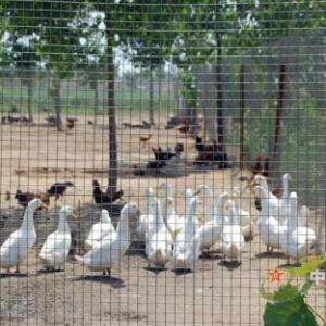 養殖圍網荷蘭網