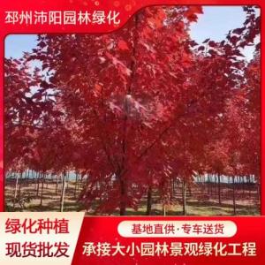 紅楓