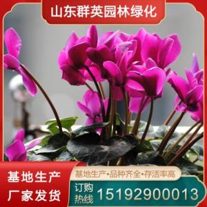 仙客來