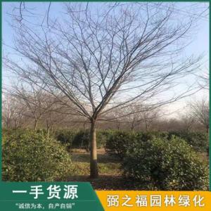 紅櫸