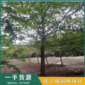 楓楊