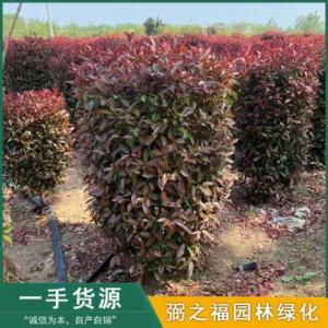 紅葉石楠柱銷售?