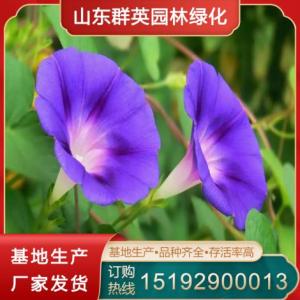 牽牛花