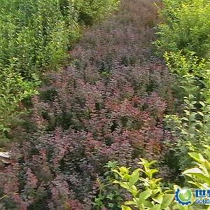 供應(yīng)紅葉小檗