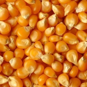 養(yǎng)殖場飼料價格 養(yǎng)殖場飼料批發(fā) 糧食類產(chǎn)品批發(fā)價