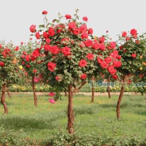 供應樹狀月季南陽月季基地