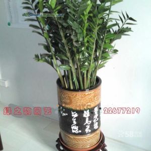 廠家直供辦公室或者酒店綠色植物