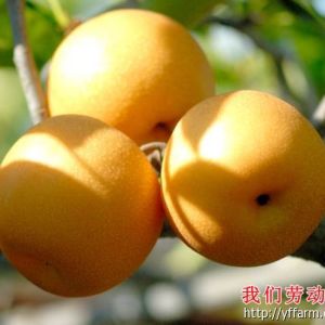 生長在海拔800米以上高度的冰糖梨，水晶梨火爆上市了；