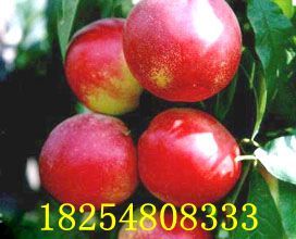 十堰 毛桃苗價格