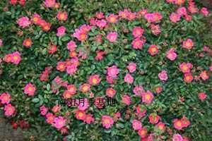 供應(yīng)地被月季南陽(yáng)月季基地