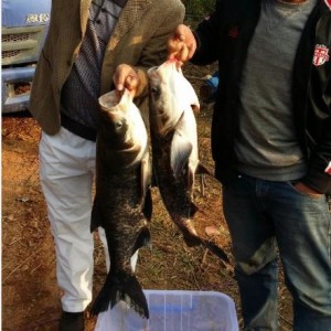 供應(yīng)大量有機(jī)品質(zhì)鳙魚(yú)/大頭魚(yú)規(guī)格8-12斤每尾共300萬(wàn)斤