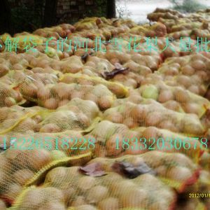 河北最大罐頭梨批發基地貨源充足四季供貨