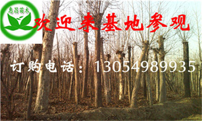 6公分法桐價格河北石家莊法桐基地報價