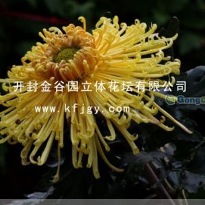 供應(yīng)藝菊造型|菊花種苗|菊花會(huì)展|品種菊花