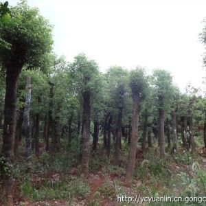 香樟 22公分骨架移植香樟價格 湖南益陽逸彩園林