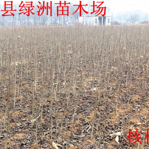 實生核桃苗價格最新行情