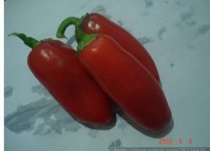 歐洲三色水果小甜椒（紅色）