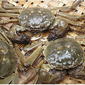 陽澄湖大閘蟹