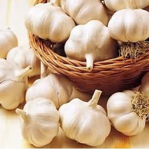 原產河南中牟出口級保鮮大蒜頭