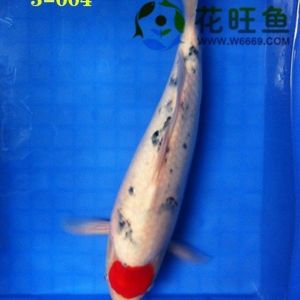 廣州花旺魚漁場新到純種極品丹頂錦鯉40cm丹頂三色錦鯉
