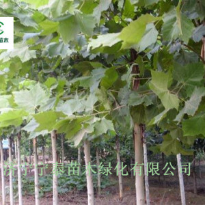 山東濟寧法桐|供應10，12,15公分法桐|全冠法桐苗木