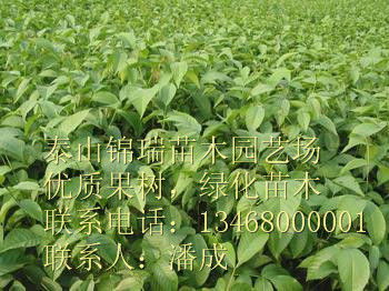 薄皮核桃樹苗|香玲核桃樹苗價格|8518核桃樹苗價格|核桃苗種植基地