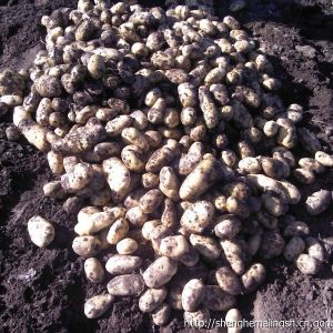 供應圍場荷蘭15