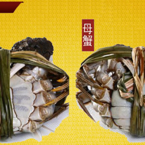 哪里能買到正宗的陽澄湖大閘蟹，蘇蟹閣陽澄湖大閘蟹專賣