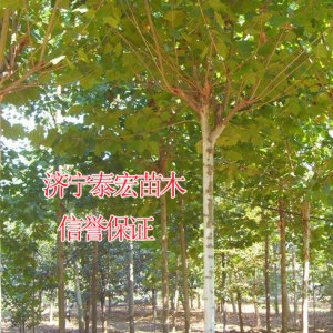 供應2014年河北唐山8公分全冠2.5米分支法桐價格
