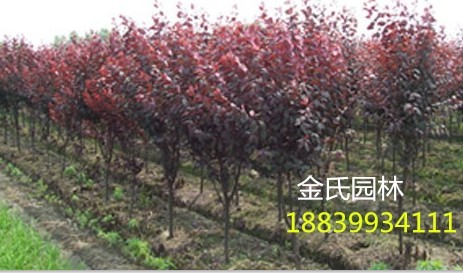 紫葉李，紫葉李基地，紫葉李批發，紫葉李直銷