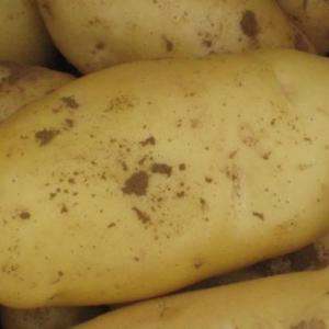 尤金885興佳2號克新1號荷蘭馬鈴薯泳清薯菜