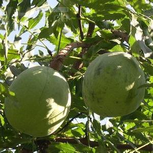 供應文冠果苗 山西文冠果 文冠果批發 文冠果產地