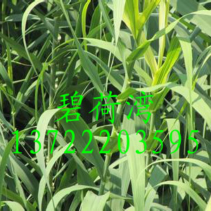 江西水生植物 南昌水生植物 景德鎮水生植物 萍鄉水生植物