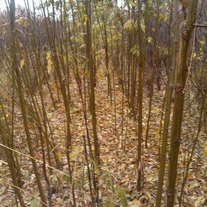 江蘇省新沂市供應黃山欒樹