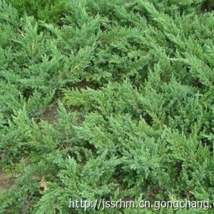 綠籬鋪地柏供應(yīng)價(jià)格