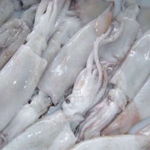 冷凍魷魚 魷魚須 魷魚頭廠家直銷