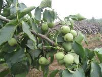 供應(yīng)核桃苗，唐山核桃苗，耐寒核桃苗，核桃苗供應(yīng)商