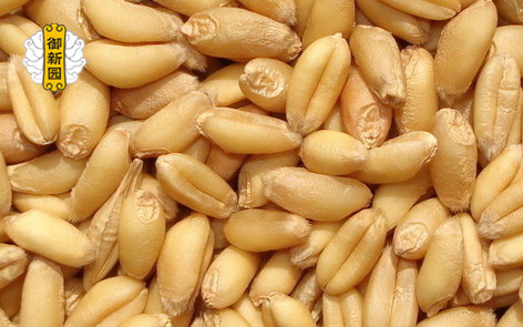 營養適中 滋補人體 小麥仁