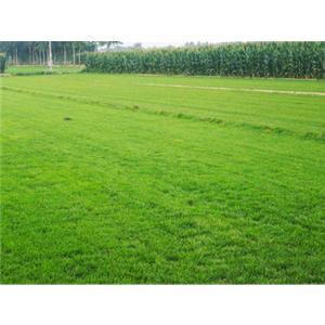 供應草坪|哪里銷售草坪|草坪基地在哪里
