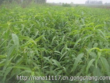 桃樹苗，桃樹苗價格