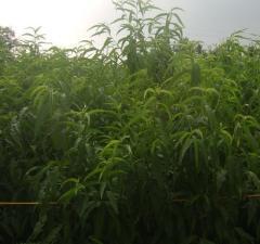 水蜜桃果苗