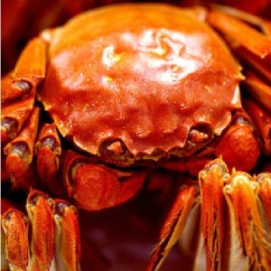 供應陽澄湖大閘蟹158規格，火熱促銷中！