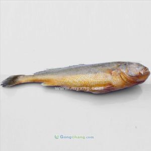 供應生態大黃魚