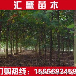 河南新鄉5-10公分法桐價格多少錢(圖)