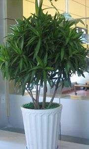 供應(yīng)杭州辦公室植物租擺|杭州辦公室植物種類，杭州雙華園藝